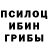 Псилоцибиновые грибы мицелий Afaf Ammar